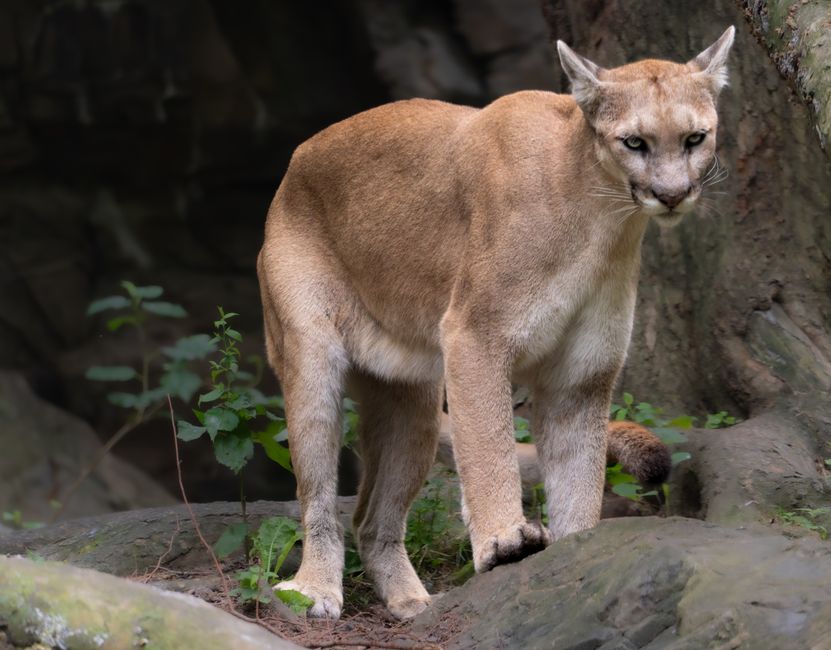 A powerful cougar stands on rocky terrain in its natural habitat, showcasing its strength.